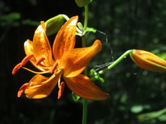 Lilium distichum