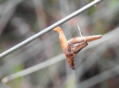Cyphalonotus