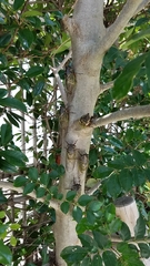 Cryptotympana facialis