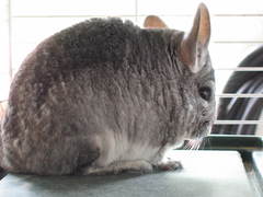 Chinchilla lanigera