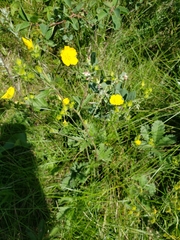 Potentilla gracilis fastigiata