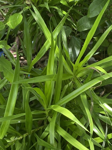 Foto de Dracena Reflexa