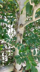 Cryptotympana facialis