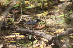 Granatellus venustus francescae