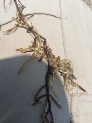 Gracilaria
