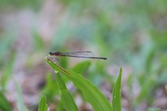 Ischnura pruinescens