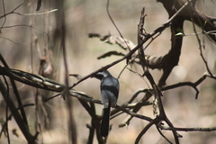 Granatellus venustus francescae