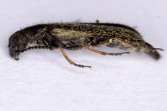 Dasytes nigroaeneus