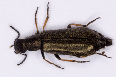 Dasytes nigroaeneus