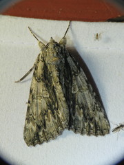 Catocala coccinata
