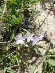 Phlox alyssifolia