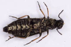 Dasytes nigroaeneus