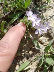 Phlox alyssifolia