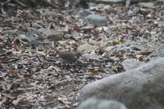Turdus rufopalliatus graysoni