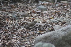 Turdus rufopalliatus graysoni