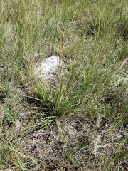 Helictochloa hookeri