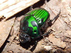 Oxysternon conspicillatum