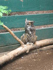 Bubo