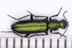 Psilothrix viridicoerulea