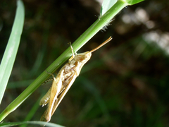 Acrididae
