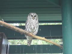 Strix