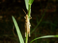 Acrididae