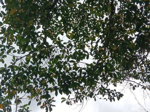 Image of Ficus fistulosa by (c) Mark Bulahao, some rights reserved (CC BY)