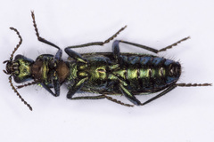 Psilothrix viridicoerulea