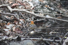 Piranga bidentata flammea