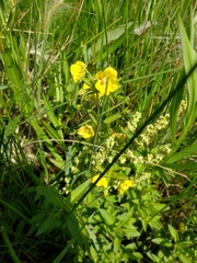 Lysimachia hybrida