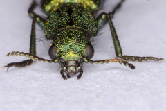 Psilothrix viridicoerulea