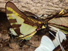 Neographium thyastes thyastinus