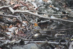 Piranga bidentata flammea