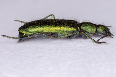 Psilothrix viridicoerulea