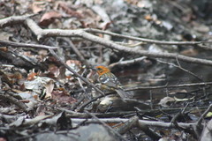Piranga bidentata flammea
