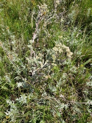 Potentilla bipinnatifida