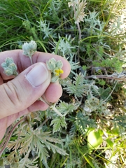 Potentilla bipinnatifida