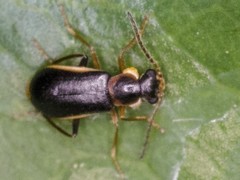 Attalus amictus