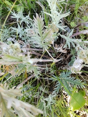 Potentilla bipinnatifida