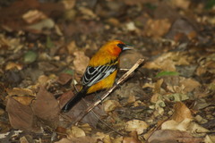 Icterus pustulatus graysonii