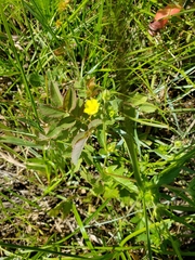 Potentilla rivalis