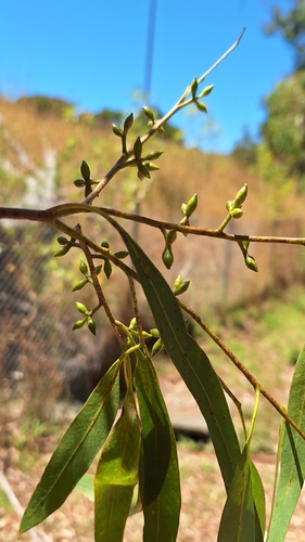 Image of Eucalyptus viminalis by no rights reserved