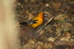 Icterus pustulatus graysonii