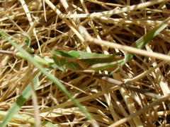 Acrididae