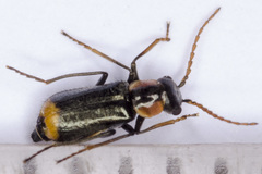 Axinotarsus marginalis