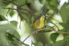 Vireo hypochryseus sordidus