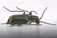 Axinotarsus marginalis