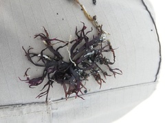 Gracilaria