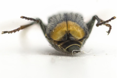 Axinotarsus marginalis