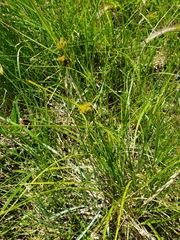 Carex athrostachya